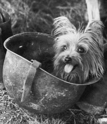 Smoky:  The US 5th Air Force Battle Yorkie who saved lives